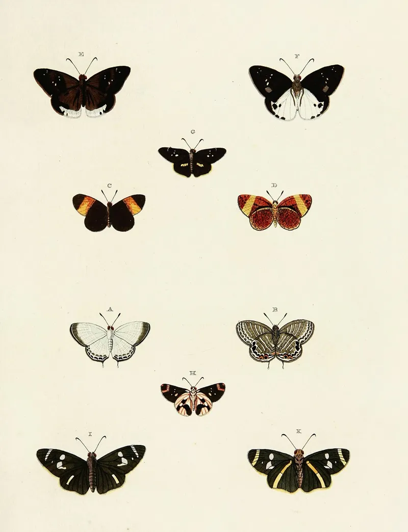 Foreign Butterflies Occurring In The Three Continents Asia Africa And America Pl 170 Wall Art by Pieter Cramer - High-Resolution Digital Print