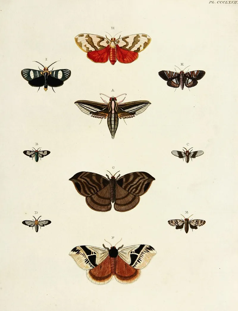 Foreign Butterflies Occurring In The Three Continents Asia Africa And America Pl 172 Wall Art by Pieter Cramer - High-Resolution Digital Print
