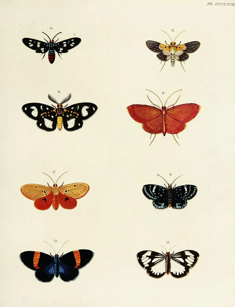Foreign Butterflies Occurring In The Three Continents Asia Africa And America Pl 173 Wall Art by Pieter Cramer - High-Resolution Digital Print