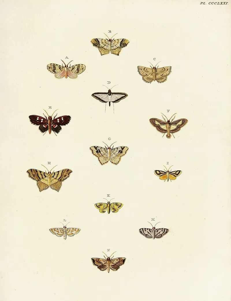 Foreign Butterflies Occurring In The Three Continents Asia Africa And America Pl 176 Wall Art by Pieter Cramer - High-Resolution Digital Print