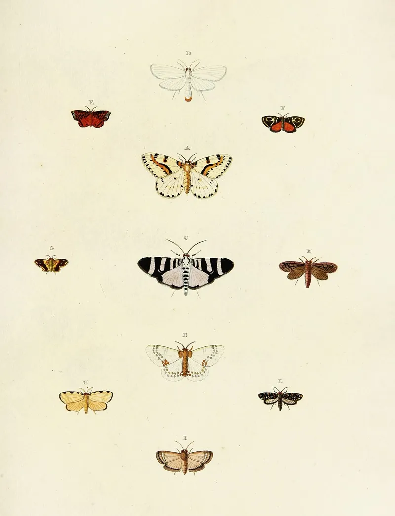 Foreign Butterflies Occurring In The Three Continents Asia Africa And America Pl 177 Wall Art by Pieter Cramer - High-Resolution Digital Print