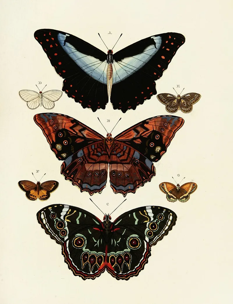 Foreign Butterflies Occurring In The Three Continents Asia Africa And America Pl 178 Wall Art by Pieter Cramer - High-Resolution Digital Print