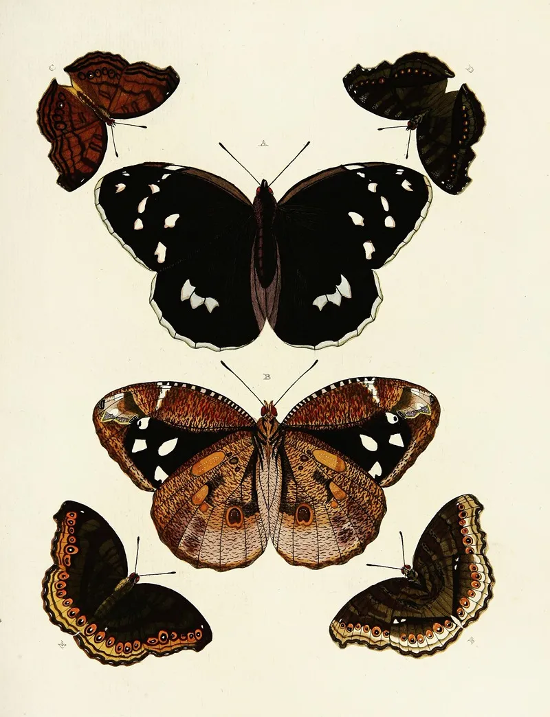 Foreign Butterflies Occurring In The Three Continents Asia Africa And America Pl 179 Wall Art by Pieter Cramer - High-Resolution Digital Print