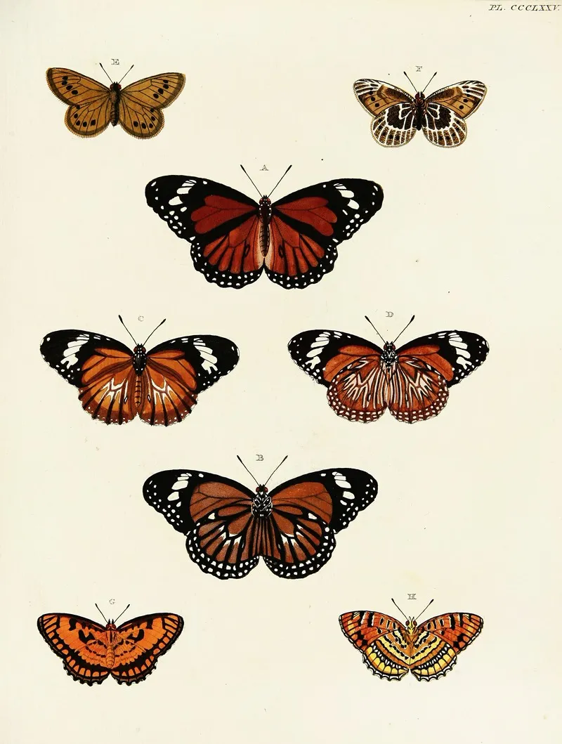 Foreign Butterflies Occurring In The Three Continents Asia Africa And America Pl 180 Wall Art by Pieter Cramer - High-Resolution Digital Print