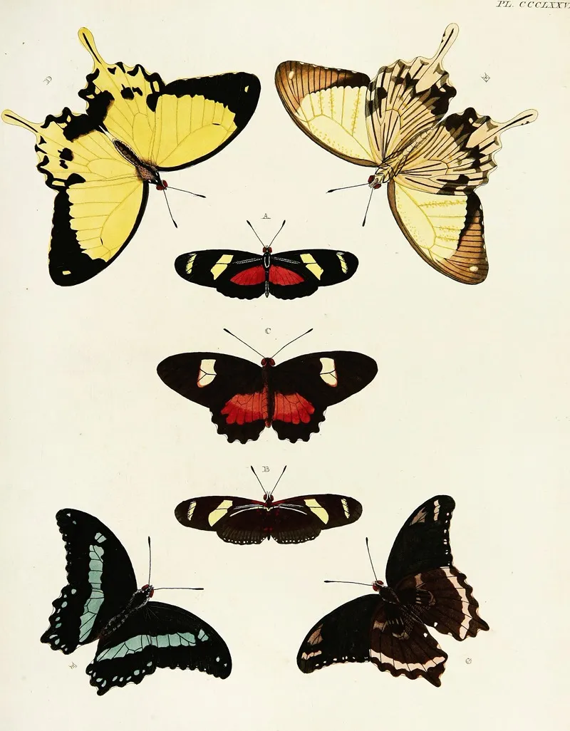 Foreign Butterflies Occurring In The Three Continents Asia Africa And America Pl 183 Wall Art by Pieter Cramer - High-Resolution Digital Print