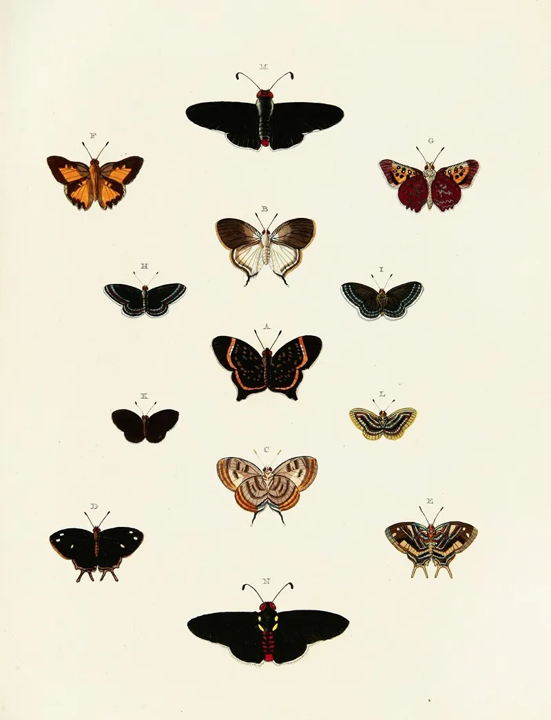 Foreign Butterflies Occurring In The Three Continents Asia Africa And America Pl 185 Wall Art by Pieter Cramer - High-Resolution Digital Print