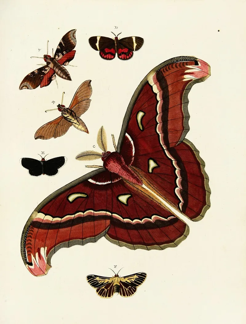 Foreign Butterflies Occurring In The Three Continents Asia Africa And America Pl 186 Wall Art by Pieter Cramer - High-Resolution Digital Print