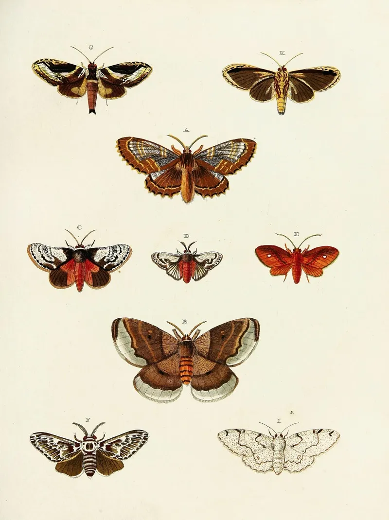 Foreign Butterflies Occurring In The Three Continents Asia Africa And America Pl 188 Wall Art by Pieter Cramer - High-Resolution Digital Print