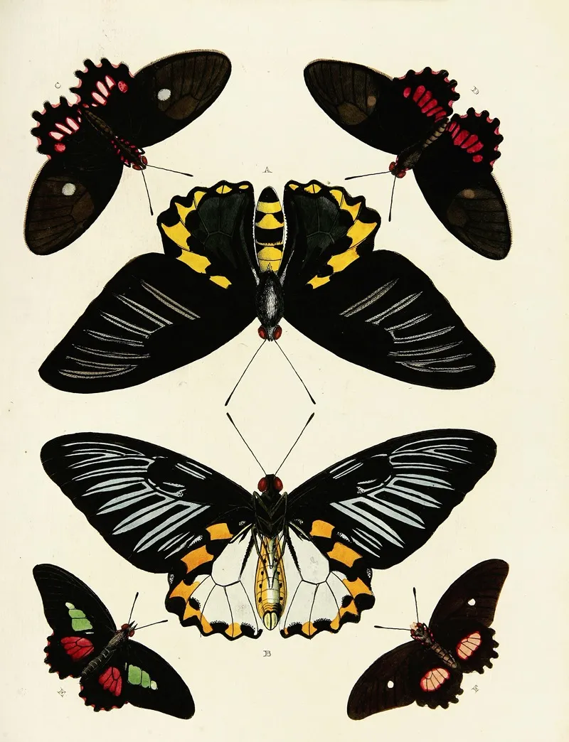 Foreign Butterflies Occurring In The Three Continents Asia Africa And America Pl 191 Wall Art by Pieter Cramer - High-Resolution Digital Print