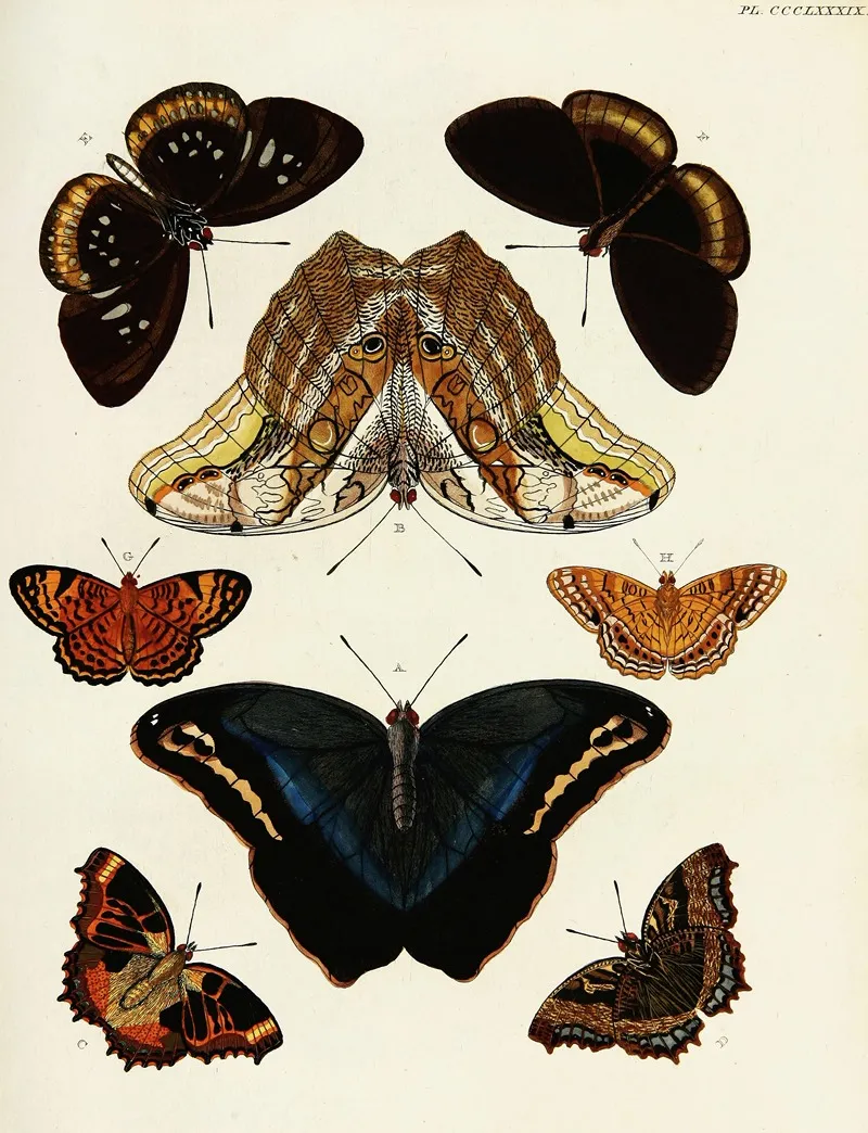 Foreign Butterflies Occurring In The Three Continents Asia Africa And America Pl 194 Wall Art by Pieter Cramer - High-Resolution Digital Print