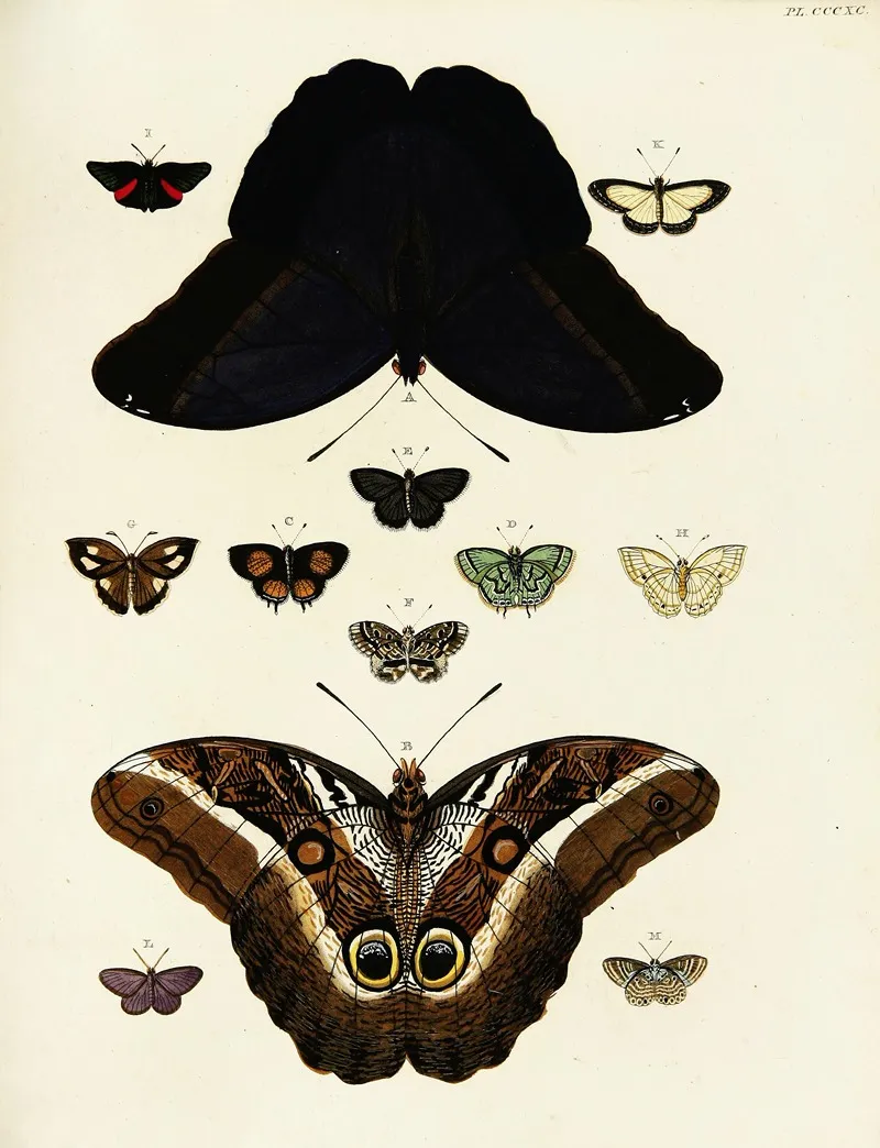 Foreign Butterflies Occurring In The Three Continents Asia Africa And America Pl 195 Wall Art by Pieter Cramer - High-Resolution Digital Print