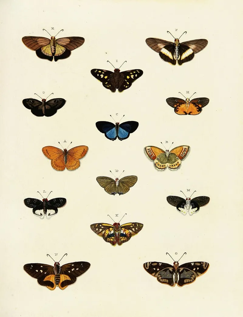 Foreign Butterflies Occurring In The Three Continents Asia Africa And America Pl 196 Wall Art by Pieter Cramer - High-Resolution Digital Print