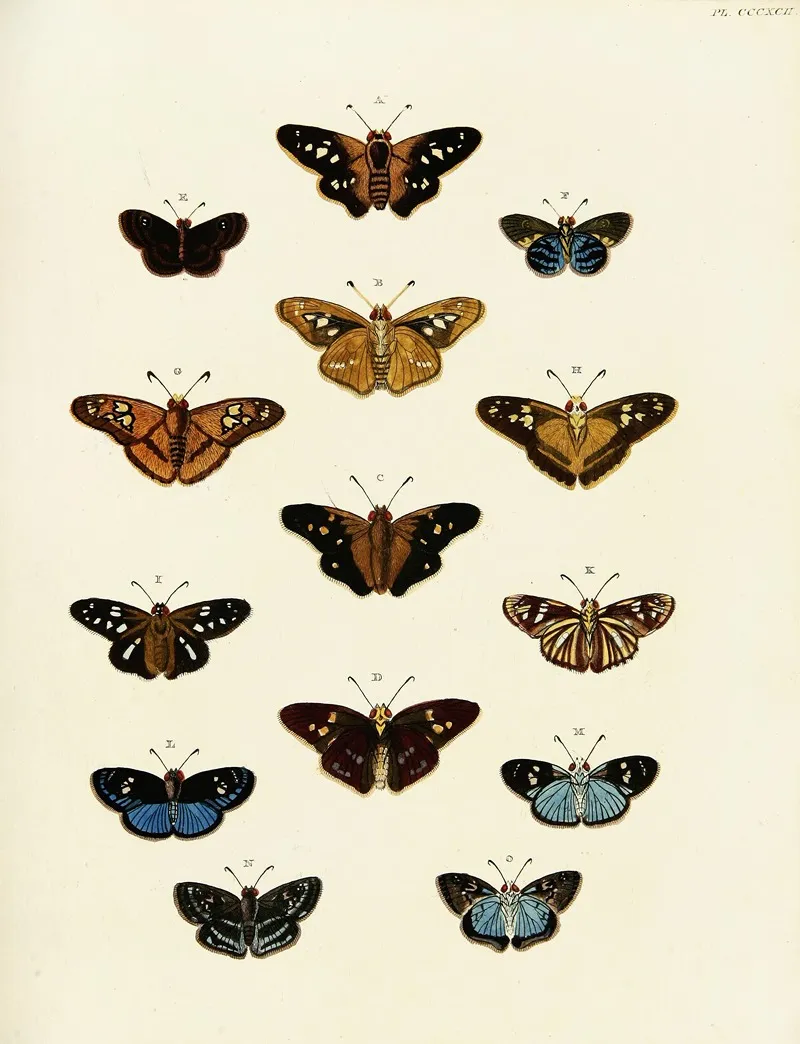 Foreign Butterflies Occurring In The Three Continents Asia Africa And America Pl 197 Wall Art by Pieter Cramer - High-Resolution Digital Print