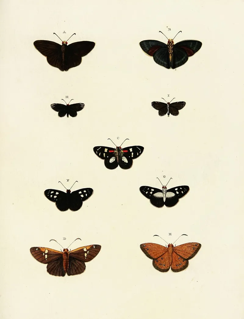 Foreign Butterflies Occurring In The Three Continents Asia Africa And America Pl 198 Wall Art by Pieter Cramer - High-Resolution Digital Print