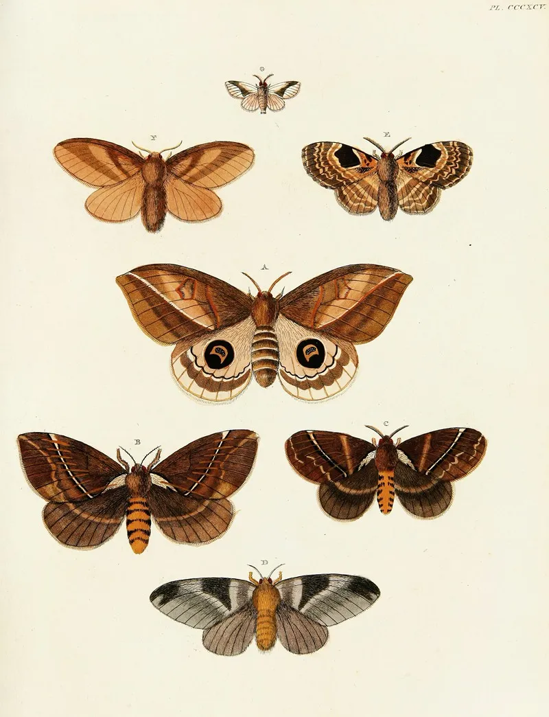 Foreign Butterflies Occurring In The Three Continents Asia Africa And America Pl 200 Wall Art by Pieter Cramer - High-Resolution Digital Print