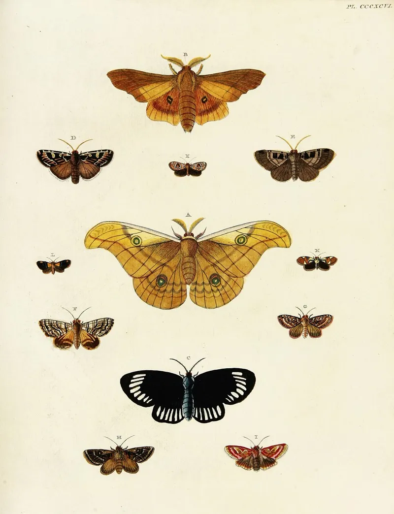 Foreign Butterflies Occurring In The Three Continents Asia Africa And America Pl 201 Wall Art by Pieter Cramer - High-Resolution Digital Print