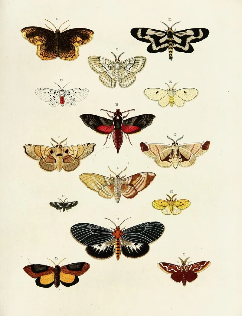 Foreign Butterflies Occurring In The Three Continents Asia Africa And America Pl 203 Wall Art by Pieter Cramer - High-Resolution Digital Print