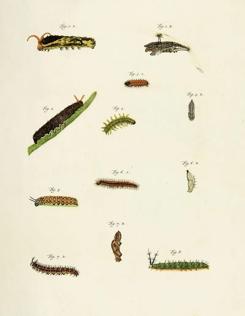 Foreign Butterflies Occurring In The Three Continents Asia Africa And America Pl 206 Wall Art by Pieter Cramer - High-Resolution Digital Print
