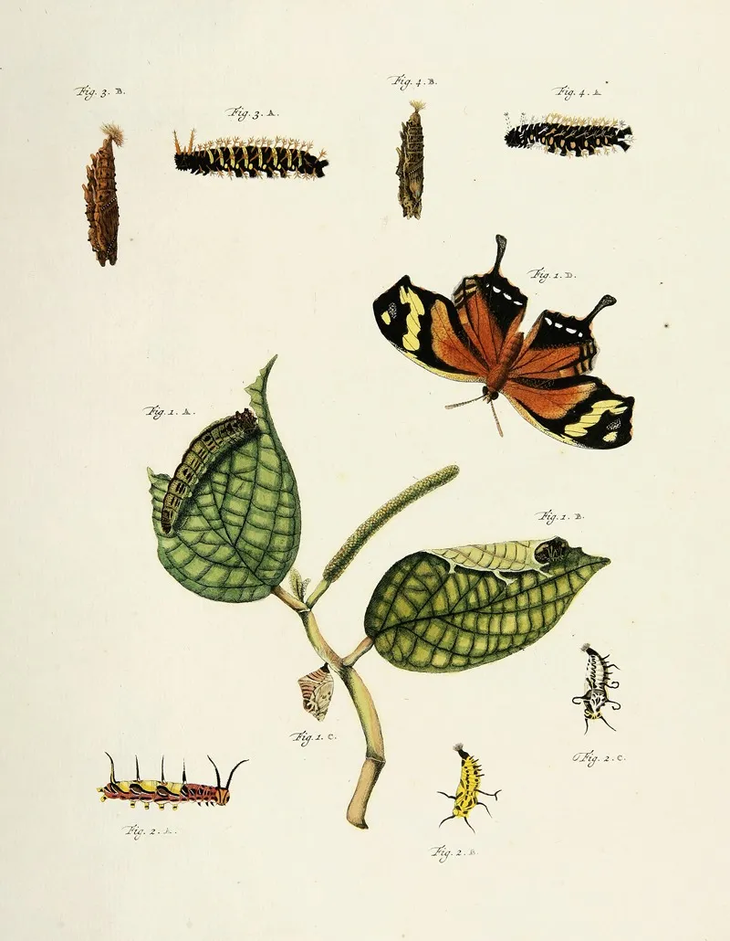 Foreign Butterflies Occurring In The Three Continents Asia Africa And America Pl 207 Wall Art by Pieter Cramer - High-Resolution Digital Print