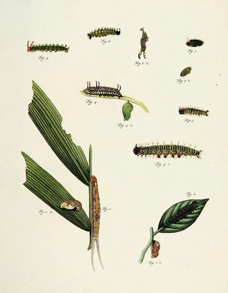 Foreign Butterflies Occurring In The Three Continents Asia Africa And America Pl 211 Wall Art by Pieter Cramer - High-Resolution Digital Print