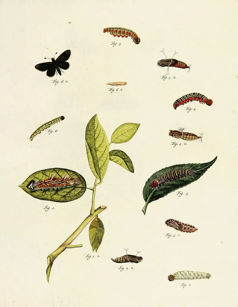 Foreign Butterflies Occurring In The Three Continents Asia Africa And America Pl 212 Wall Art by Pieter Cramer - High-Resolution Digital Print