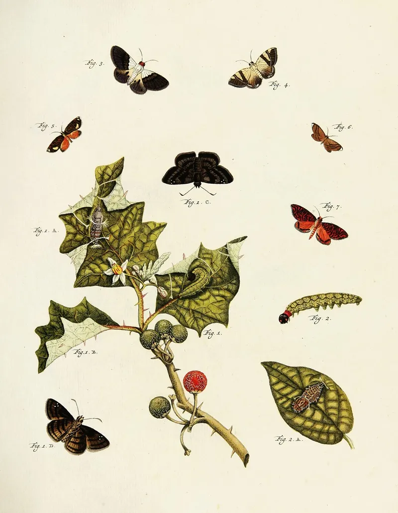 Foreign Butterflies Occurring In The Three Continents Asia Africa And America Pl 213 Wall Art by Pieter Cramer - High-Resolution Digital Print