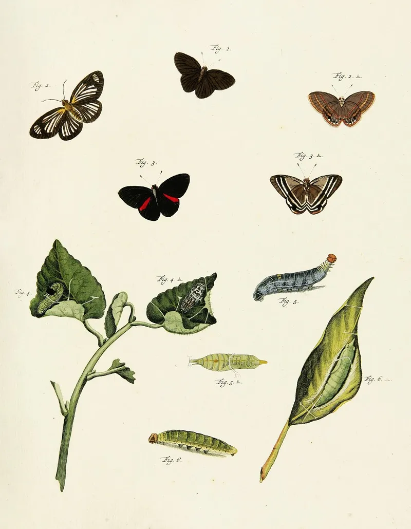 Foreign Butterflies Occurring In The Three Continents Asia Africa And America Pl 214 Wall Art by Pieter Cramer - High-Resolution Digital Print