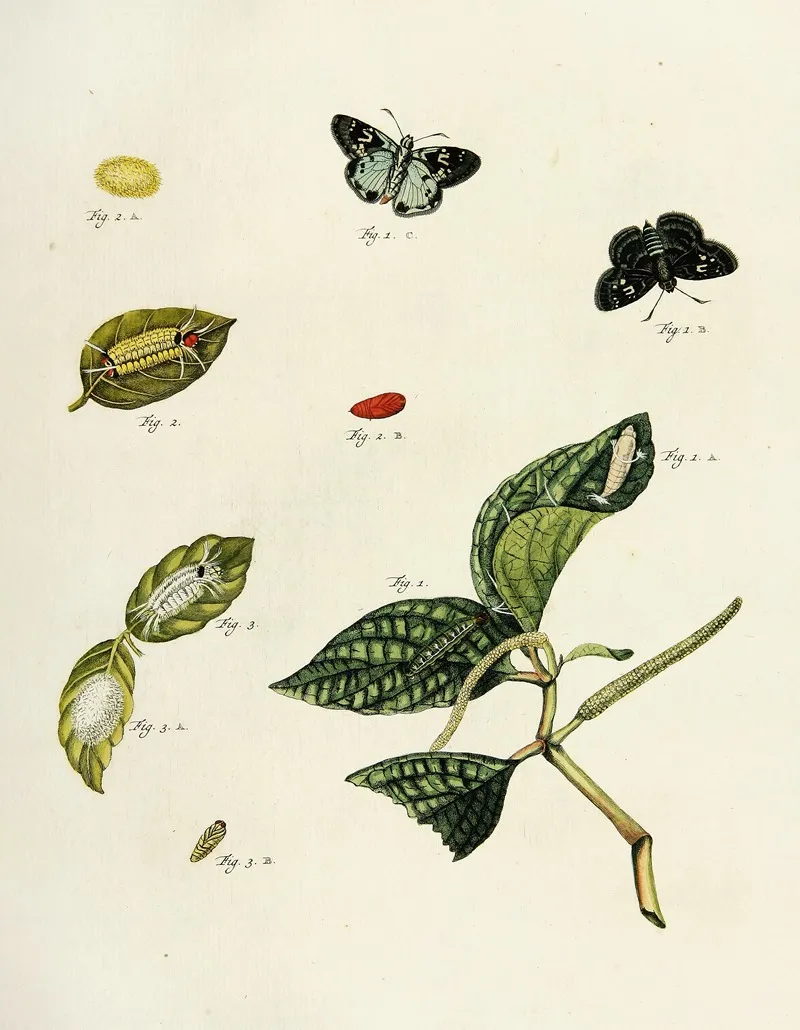 Foreign Butterflies Occurring In The Three Continents Asia Africa And America Pl 215 Wall Art by Pieter Cramer - High-Resolution Digital Print