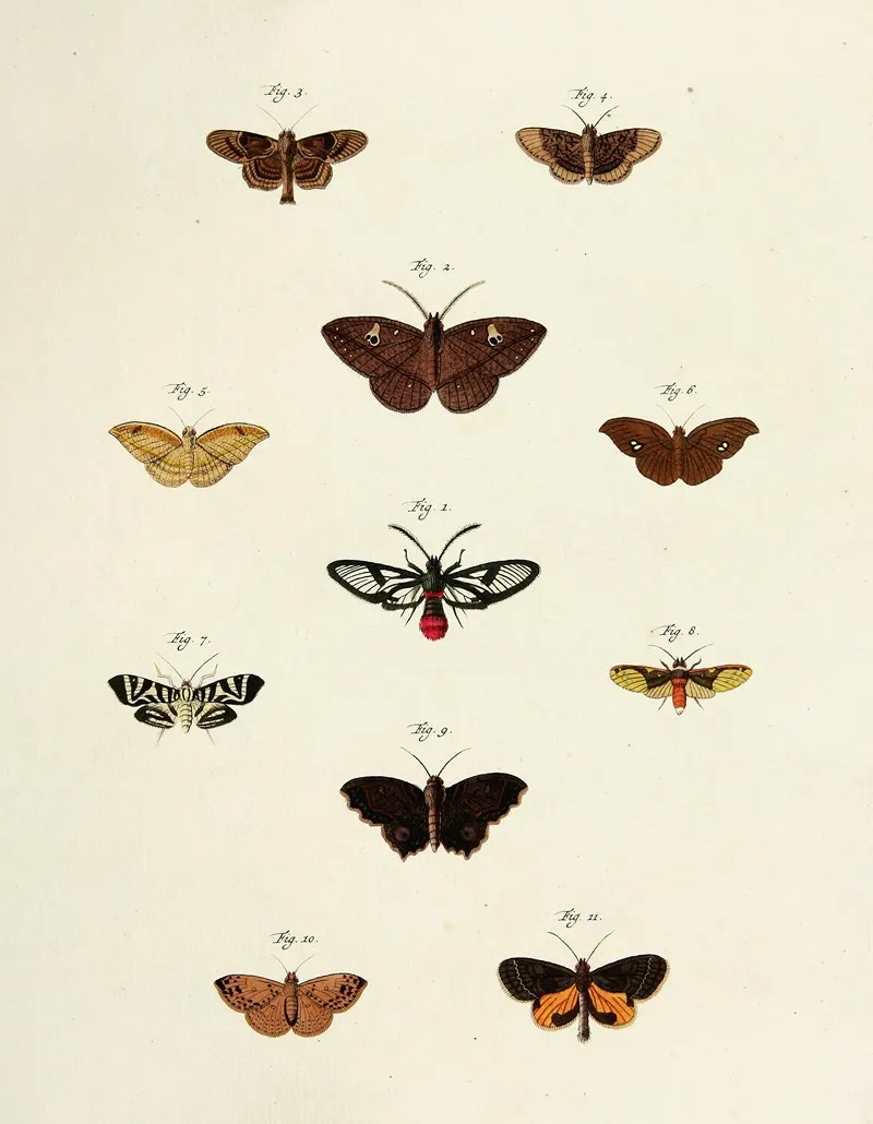 Foreign Butterflies Occurring In The Three Continents Asia Africa And America Pl 217 Wall Art by Pieter Cramer - High-Resolution Digital Print
