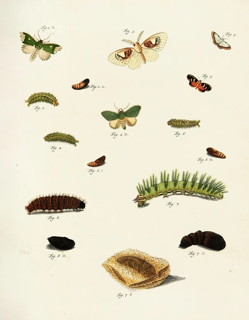 Foreign Butterflies Occurring In The Three Continents Asia Africa And America Pl 221 Wall Art by Pieter Cramer - High-Resolution Digital Print