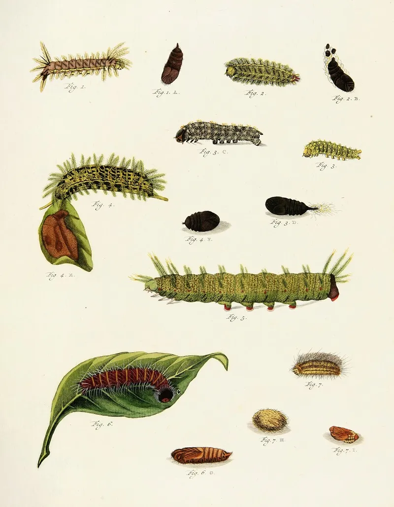 Foreign Butterflies Occurring In The Three Continents Asia Africa And America Pl 222 Wall Art by Pieter Cramer - High-Resolution Digital Print