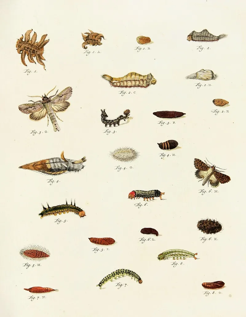 Foreign Butterflies Occurring In The Three Continents Asia Africa And America Pl 223 Wall Art by Pieter Cramer - High-Resolution Digital Print