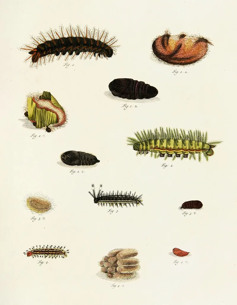Foreign Butterflies Occurring In The Three Continents Asia Africa And America Pl 225 Wall Art by Pieter Cramer - High-Resolution Digital Print