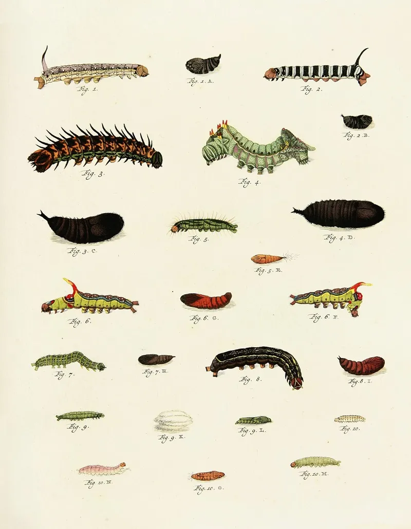 Foreign Butterflies Occurring In The Three Continents Asia Africa And America Pl 227 Wall Art by Pieter Cramer - High-Resolution Digital Print