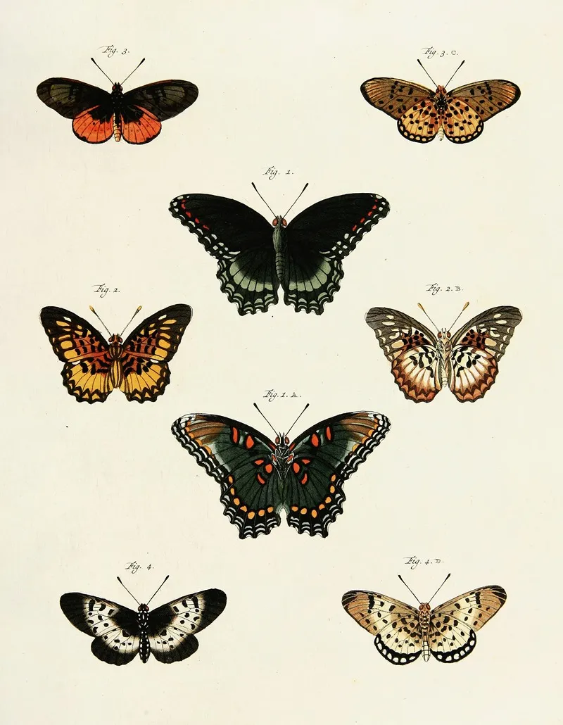 Foreign Butterflies Occurring In The Three Continents Asia Africa And America Pl 230 Wall Art by Pieter Cramer - High-Resolution Digital Print