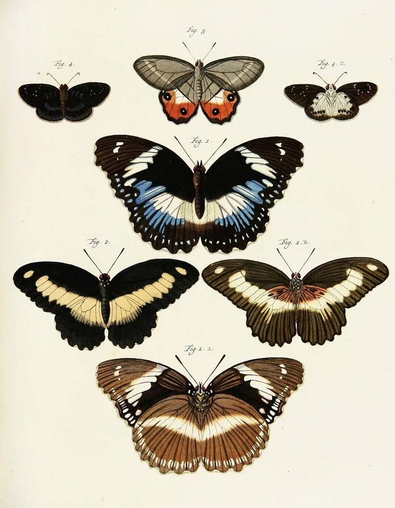 Foreign Butterflies Occurring In The Three Continents Asia Africa And America Pl 231 Wall Art by Pieter Cramer - High-Resolution Digital Print