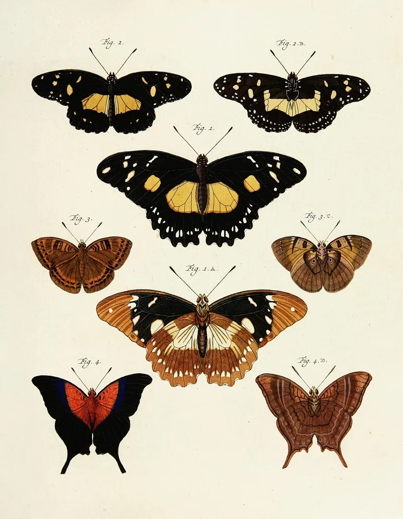 Foreign Butterflies Occurring In The Three Continents Asia Africa And America Pl 234 Wall Art by Pieter Cramer - High-Resolution Digital Print