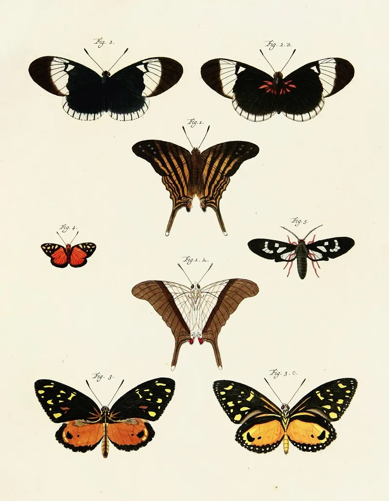 Foreign Butterflies Occurring In The Three Continents Asia Africa And America Pl 235 Wall Art by Pieter Cramer - High-Resolution Digital Print