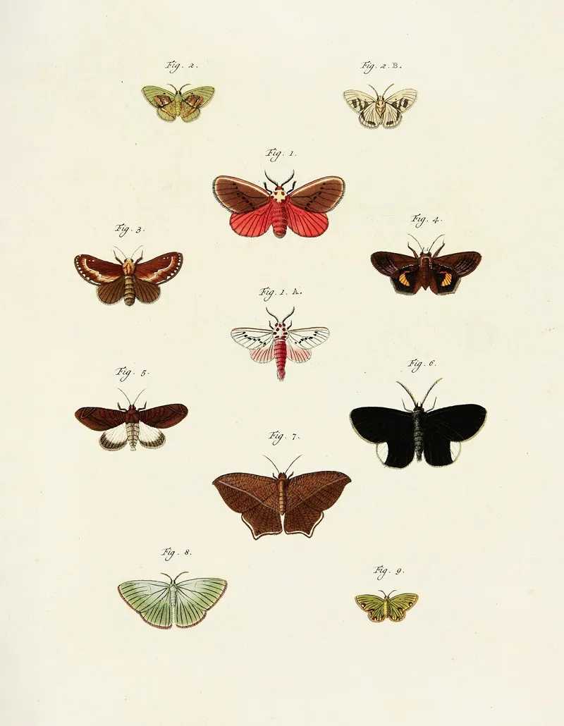 Foreign Butterflies Occurring In The Three Continents Asia Africa And America Pl 239 Wall Art by Pieter Cramer - High-Resolution Digital Print