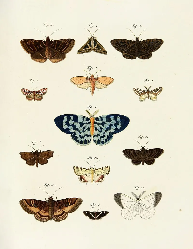 Foreign Butterflies Occurring In The Three Continents Asia Africa And America Pl 241 Wall Art by Pieter Cramer - High-Resolution Digital Print