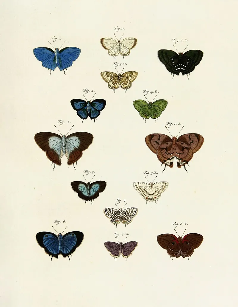 Foreign Butterflies Occurring In The Three Continents Asia Africa And America Pl 243 Wall Art by Pieter Cramer - High-Resolution Digital Print