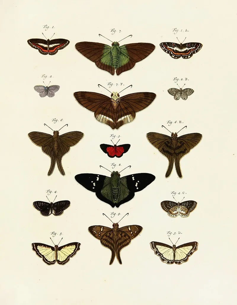 Foreign Butterflies Occurring In The Three Continents Asia Africa And America Pl 244 Wall Art by Pieter Cramer - High-Resolution Digital Print