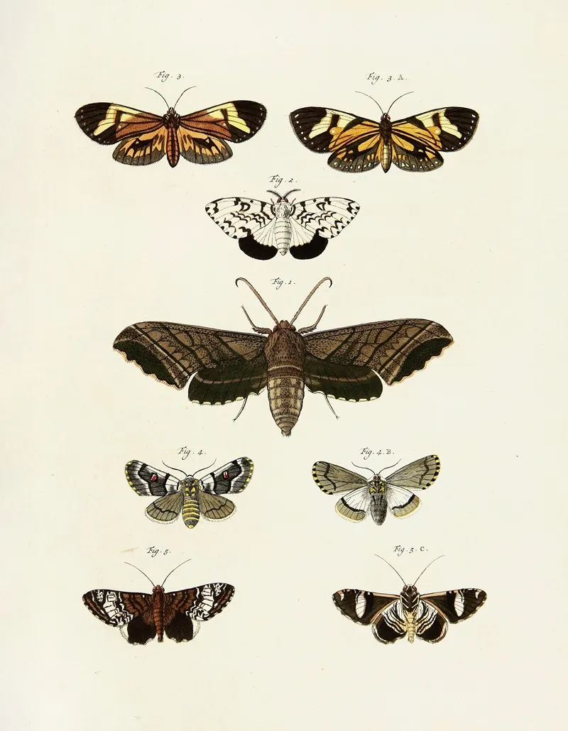 Foreign Butterflies Occurring In The Three Continents Asia Africa And America Pl 245 Wall Art by Pieter Cramer - High-Resolution Digital Print