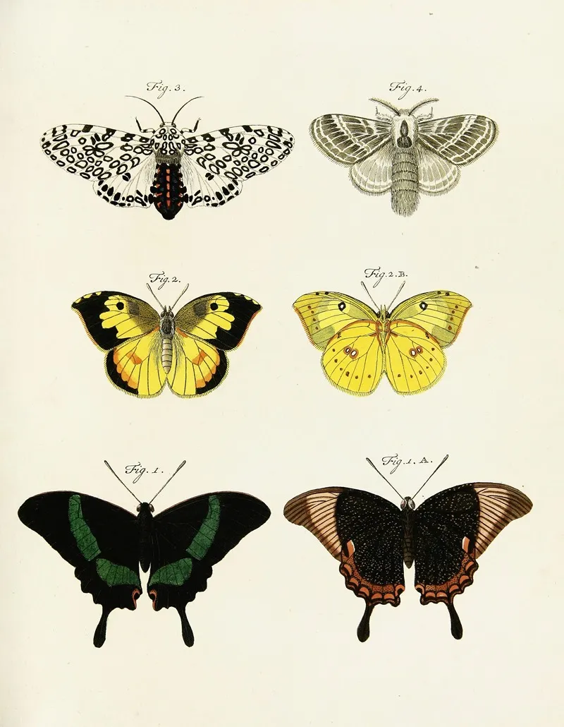 Foreign Butterflies Occurring In The Three Continents Asia Africa And America Pl 246 Wall Art by Pieter Cramer - High-Resolution Digital Print