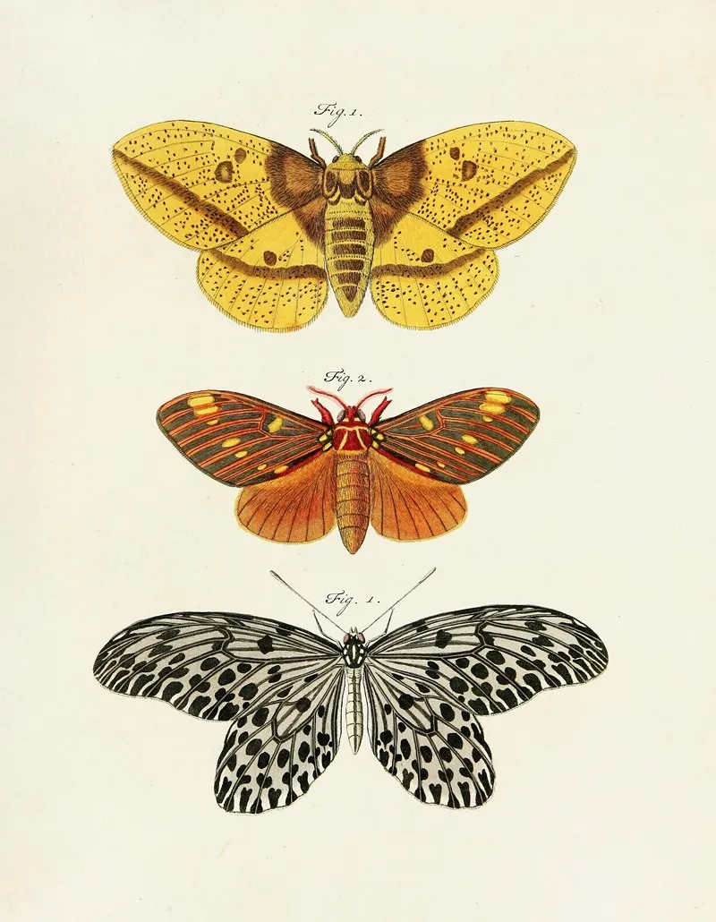 Foreign Butterflies Occurring In The Three Continents Asia Africa And America Pl 247 Wall Art by Pieter Cramer - High-Resolution Digital Print