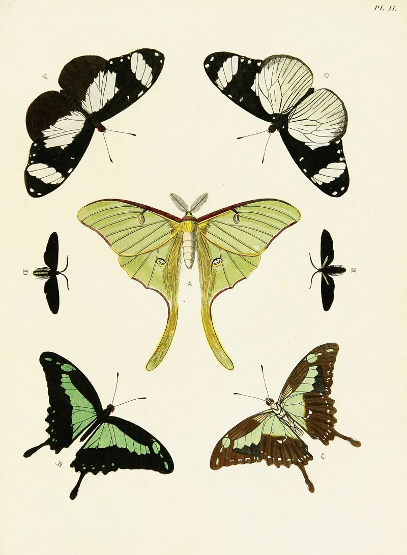 Foreign Butterflies Occurring In The Three Continents Asia Africa And America Pl 249 Wall Art by Pieter Cramer - High-Resolution Digital Print
