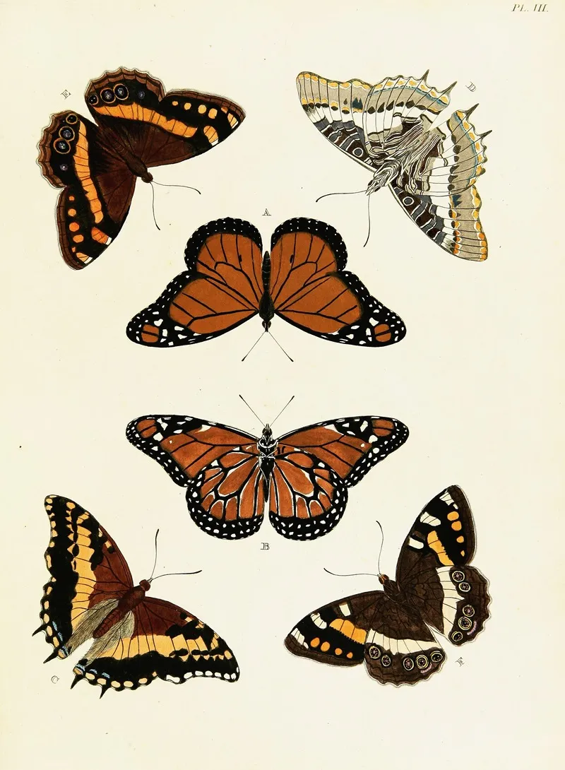 Foreign Butterflies Occurring In The Three Continents Asia Africa And America Pl 250 Wall Art by Pieter Cramer - High-Resolution Digital Print