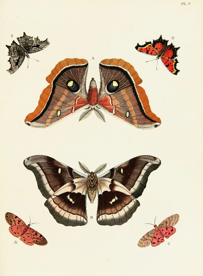 Foreign Butterflies Occurring In The Three Continents Asia Africa And America Pl 252 Wall Art by Pieter Cramer - High-Resolution Digital Print