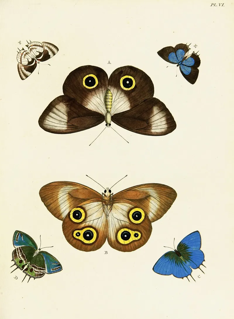 Foreign Butterflies Occurring In The Three Continents Asia Africa And America Pl 253 Wall Art by Pieter Cramer - High-Resolution Digital Print