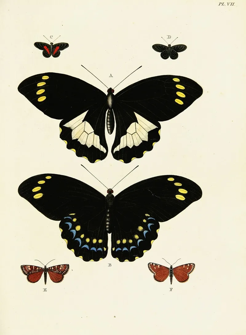 Foreign Butterflies Occurring In The Three Continents Asia Africa And America Pl 254 Wall Art by Pieter Cramer - High-Resolution Digital Print